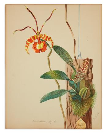 (ORCHIDS.) Miner, Harriet Stuart. Oncidium Papilio (Butterfly Orchid); and Dendrobium Macrophyllum Gigantum (Dendrobium Superbum).